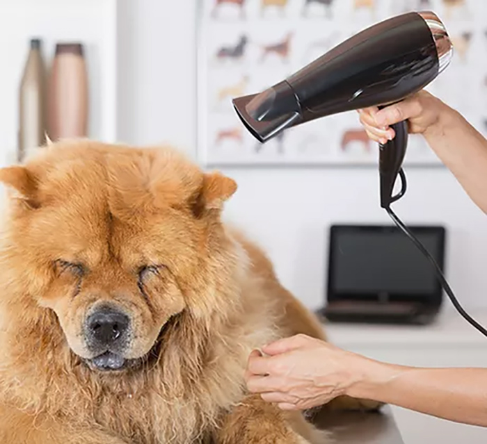 Canine Hairdresser