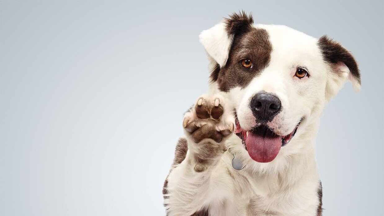 Dog+saying+hi+banner+-+right+side