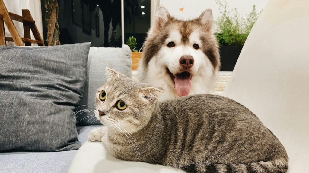 HappyTails
